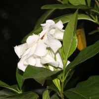Gardenia jasminoides J.Ellis